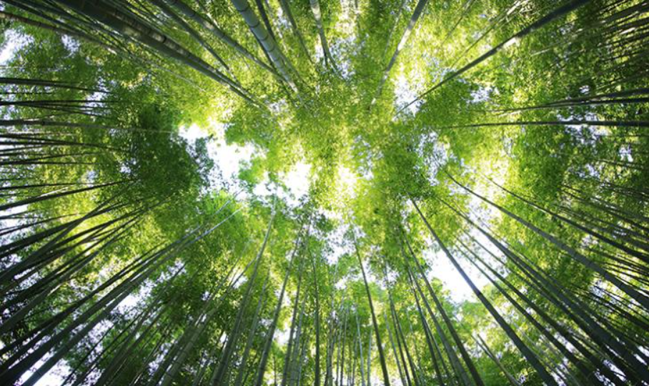 Cambridge-Built Carbon Credit Marketplace Will Support Reforestation Efforts Worldwide
